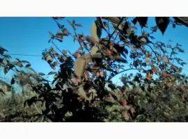 Зображення для оголошення Саджанці ожини Потрійна Корона