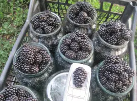 Зображення для оголошення Продам саженцы ежевики