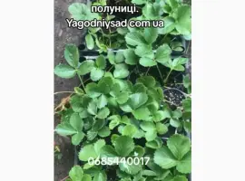Зображення для оголошення Продам саджанці полуниці 75 сортів