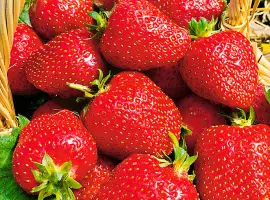 Зображення для оголошення Полуниця Роксана (Roxana Strawberry) саджанці полуниці Фріго