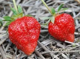 Зображення для оголошення Полуниця Флер (Flair Strawberry) саджанці полуниці Фріго