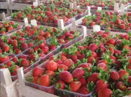 Зображення для оголошення Полуниця Полка (Polka Strawberry) саджанці полуниці Фріго