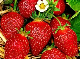 Зображення для оголошення Полуниця Корона (Korona Strawberry) саджанці полуниці Фріго