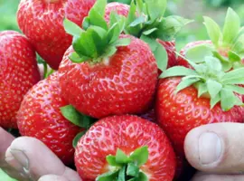 Зображення для оголошення Ельсанта (Elsanta Strawberry) саджанці полуниці Фріго