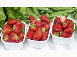 Зображення для оголошення Полуниця Корі (Cory Strawberry) саджанці полуниці Фріго