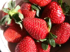 Зображення для оголошення Полуниця Румба (Rumba Strawberry) саджанці полуниці Фріго