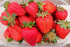 Зображення для оголошення Полуниця Азия (Asia Strawberry) саджанці полуниці Фріго