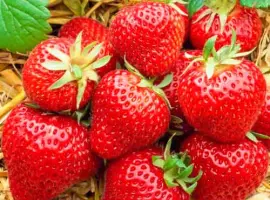 Зображення для оголошення Полуниця Хоней (Honeoye Strawberry) саджанці полуниці Фріго