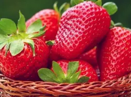 Зображення для оголошення Полуниця Крістіна ( Cristina Strawberry) саджанці полуниці Фріго