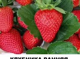 Зображення для оголошення Продам саджанці полуниці садової сорт "Квікі"