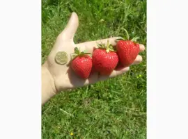 Зображення для оголошення Продам розсаду полуниці