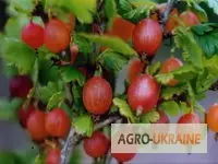 Зображення для оголошення Продам саженцы крыжовника Зелёный дождь