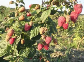 Зображення для оголошення Саджанці ремонтантної малини сорт Брусвяна. Від виробника. Гарантія якості