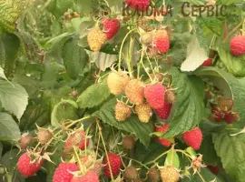Зображення для оголошення Саджанці малини ремонтантних сортів: Полка