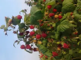Зображення для оголошення Продам саженці малини сортів Полка і Полана