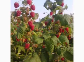 Зображення для оголошення Продам саженці полуниці малини смородини