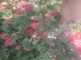 Зображення для оголошення Продам ремонтантну малину Полана та ін