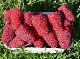 Зображення для оголошення Продам садженці малини Пшехиба