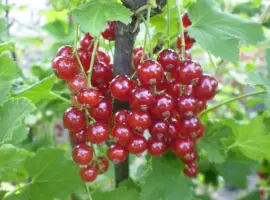 Зображення для оголошення Саженцы красной смородины (порічки)