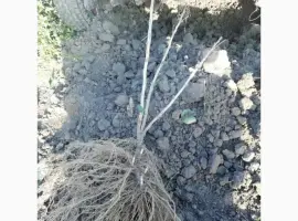 Зображення для оголошення Саджанці порічки.Порічка.Ровада