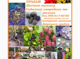 Зображення для оголошення Саджанці смородини на посадку