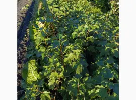Зображення для оголошення Продам саджанці смородини Вернісаж 2 річної
