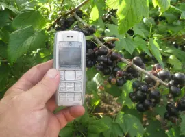 Зображення для оголошення Продам саженцы черной смородины