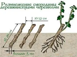 Зображення для оголошення Продам живці однорічні чорної смородини на посадку весна 2025р