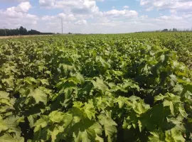 Зображення для оголошення Продам лицензионные саженцы черной смородины польских сортов