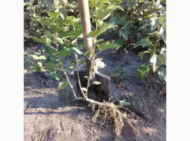 Зображення для оголошення Продам саджанці смородини та живці сорта найкращої Української та зарубіжної селекції