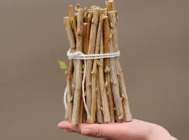 Зображення для оголошення Продам живці смородини срт Гоферт