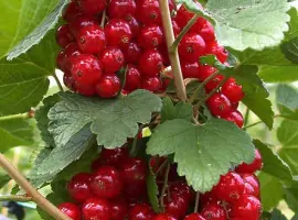 Зображення для оголошення Продам саджанці порічки