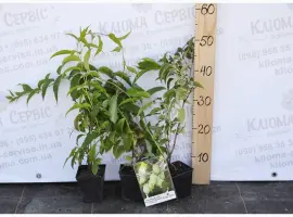 Зображення для оголошення Продам саженцы актинидии (женские). Сорта смотрите в описании