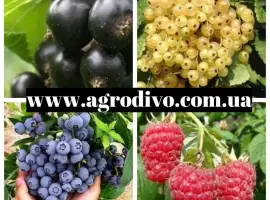 Зображення для оголошення Саженцы малины