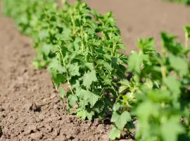 Зображення для оголошення Продам саджанці