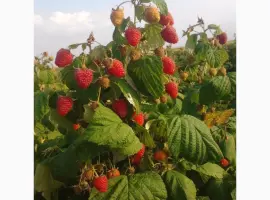 Зображення для оголошення Саджанці малинки та полунички
