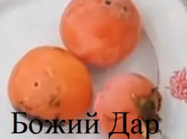Зображення для оголошення Саженцы хурмы