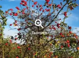 Зображення для оголошення Саджанці шипшини / саженцы шиповника