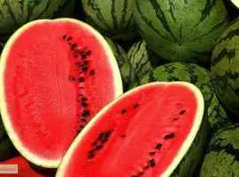 Зображення для оголошення Продам семена Арбуз Антем F1 (Hollar Seeds
