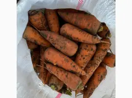 Зображення для оголошення Продам моркву та цибулю від поставщика від 10 тонн