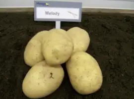 Зображення для оголошення Продам насінневу картоплю Мелоді оптом