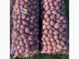 Зображення для оголошення Продам насінневу картоплю Пікасо оптом