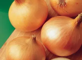 Зображення для оголошення Продам семена Лук Халцедон