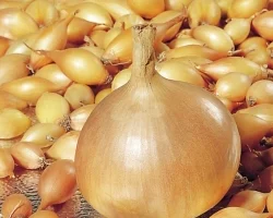 Зображення для оголошення Лук севок «Голиат Стурон»