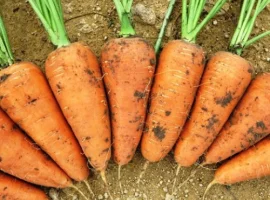 Зображення для оголошення Продам семена морковки