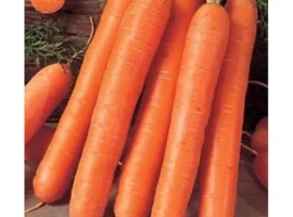 Зображення для оголошення Продам семена моркови Флакке