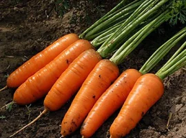 Зображення для оголошення Продам семена моркови Медовянка