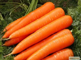 Зображення для оголошення Продам семена моркови Лакомка