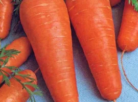 Зображення для оголошення Продам семена моркови Курода Шантане