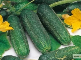Зображення для оголошення Продам семена огурец Моринга